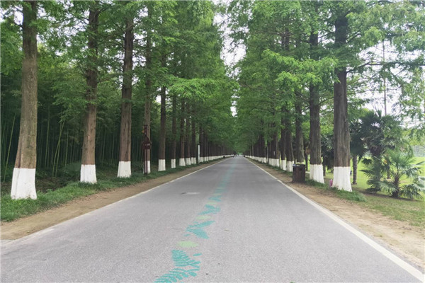 59400fc6a7614615bc34024e77d2df6d.jpg 水杉.jpg